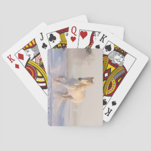 Jeu De Cartes Beau étalon blanc qui traverse la neige