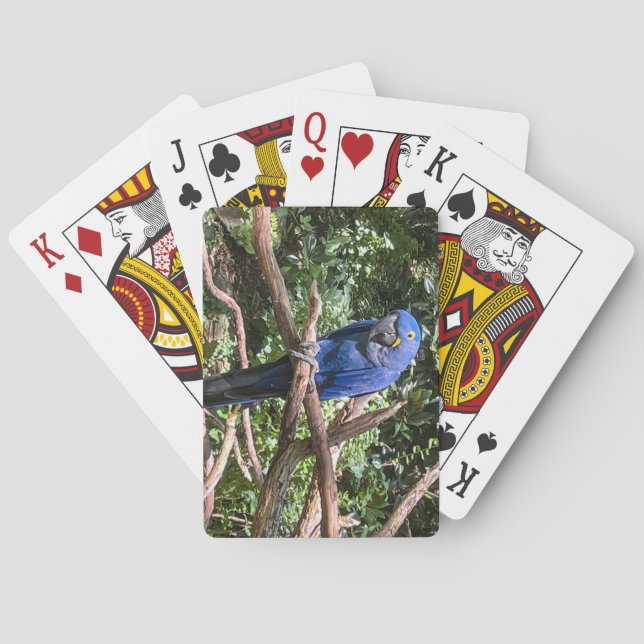 Jeu De Cartes Beau perroquet bleu vif (dos)