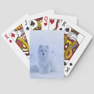 Jeu De Cartes Beau renard arctique