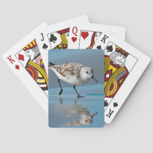 Jeu De Cartes Bécasseau Sanderling (Calidris Alba) se nourrissan