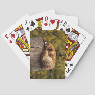 Jeu De Cartes Belle Fox dormant sur une souche d'arbre