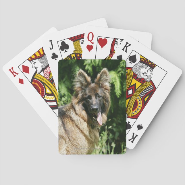 Jeu De Cartes Berger allemand Brown long haïred 1 (dos)