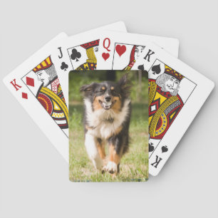 Jeu De Cartes Berger Australien Jouant Avec Ball