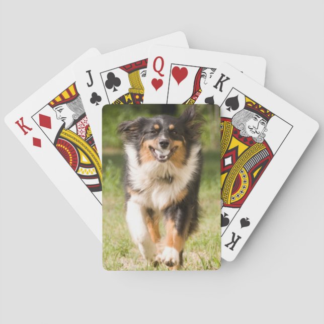 Jeu De Cartes Berger Australien Jouant Avec Ball (dos)