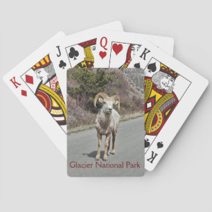 Jeu De Cartes Bighorn Sheep Photo
