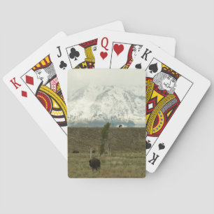 Jeu De Cartes Bison à Grand Teton National Park Photographie