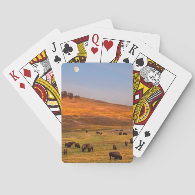 Jeu De Cartes Bison Grazing on Hill at Hayden Valley (dos)