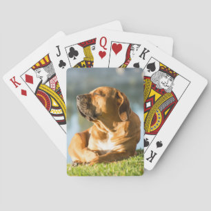 Jeu De Cartes Boerbol