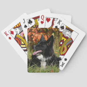 Jeu De Cartes Border Collie haletant allongé
