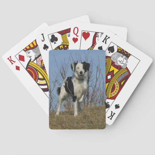 Jeu De Cartes Bordure Collie Leg (dos)
