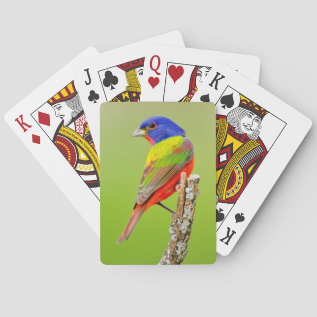 Jeu De Cartes Bouton peint (Passerina ciris) Homme Perché (dos)