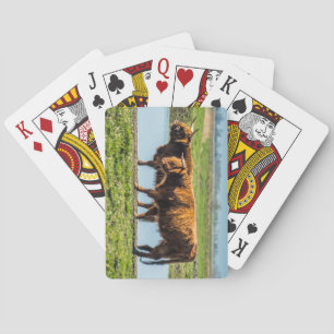 Jeu De Cartes bovins de Wicken Fen