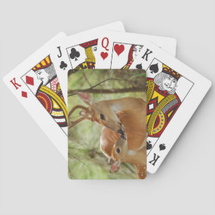 Jeu De Cartes Buck Whitetail Et Bonification De Faune