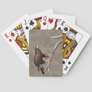 Jeu De Cartes Busard de Harris perché rapace