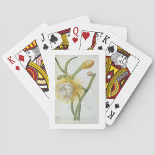 Jeu De Cartes Cactus: Cereus, from Trew's 'Plantae Selectae' 175