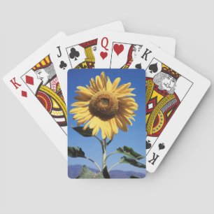 Jeu De Cartes Californie, Un tournesol mammouth (Helianthus) 3