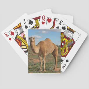Jeu De Cartes Camel