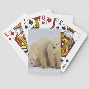 Jeu De Cartes Canada, baie d'Hudson. Ours polaire mère avec deux