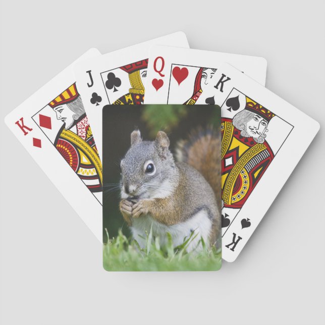 Jeu De Cartes Canada, Colombie-Britannique, Pin d'écureuil roux (dos)