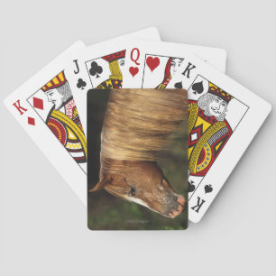 Jeu De Cartes Capture d'écran Appaloosa Horse 1