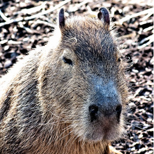 JEU DE CARTES CAPYBARA ANIMAL SAUVAGE