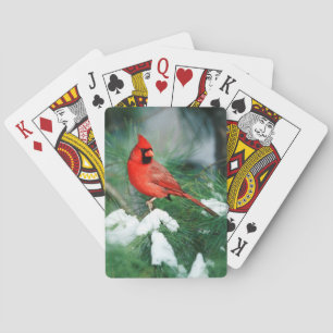 Jeu De Cartes Cardinal rouge mâle sur un arbre, IL