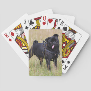 Jeu De Cartes Carlin noir Sticking Out Tounge