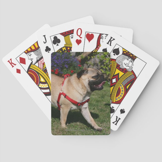 Jeu De Cartes Carlin utilisant le harnais rouge (dos)