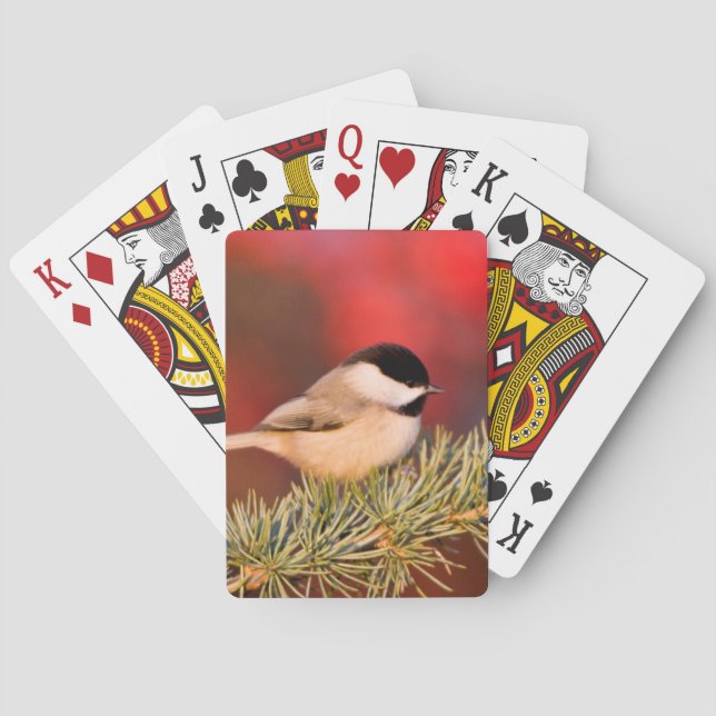 Jeu De Cartes Carolina Chickadee en Cèdre Blue Atlas (dos)