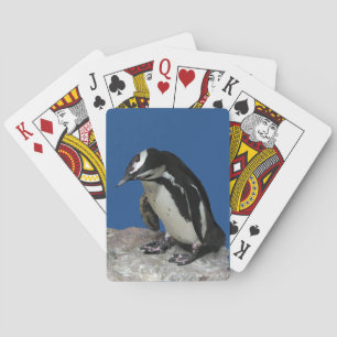 Jeu De Cartes Carte de jeu de pingouins africains