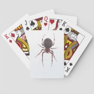 Jeu De Cartes Cartes d'araignée