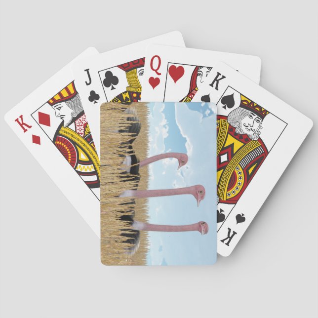 Jeu De Cartes Cartes de jeu d'autruche (dos)