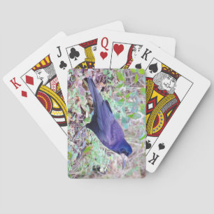 Jeu De Cartes Cartes de jeu de freux