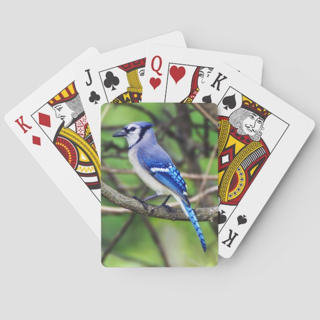 Jeu De Cartes Cartes de jeu de geai bleu (dos)