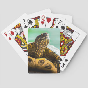 Jeu De Cartes Cartes De Jeu De La Tortue