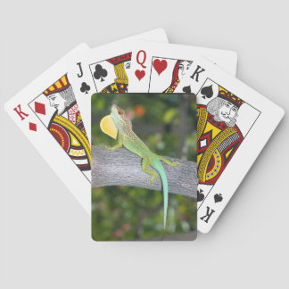 Jeu De Cartes Cartes de jeu de lividus d'Anolis