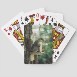 Jeu De Cartes Cartes de jeu d'écureuils