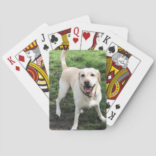 Jeu De Cartes Cartes de jeu Labrador