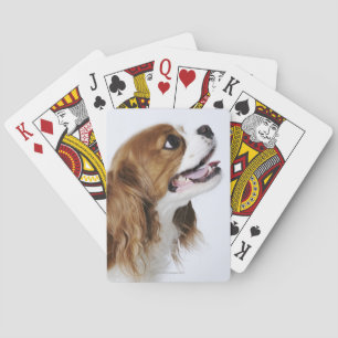 Jeu De Cartes Cavalier King Charles Spaniel, vue latérale