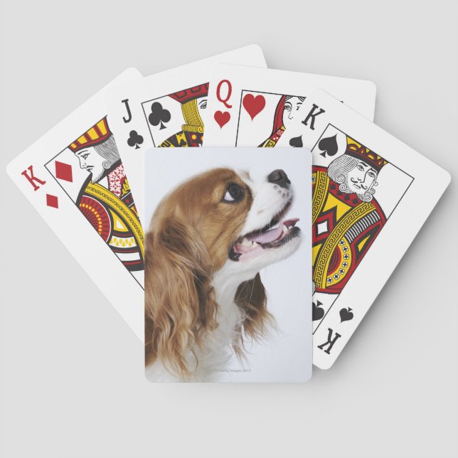 Jeu De Cartes Cavalier King Charles Spaniel, vue latérale (dos)