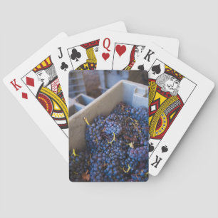 Jeu De Cartes Cave Bodega Marques de Riscal, raisins