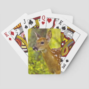 Jeu De Cartes Cerf blanc fauché à Whitefish, Montana, USA