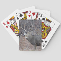 Cerf mulet mâle D29