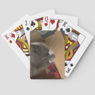 Jeu De Cartes Chat dans la boîte