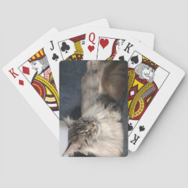 Jeu De Cartes Chat du Maine