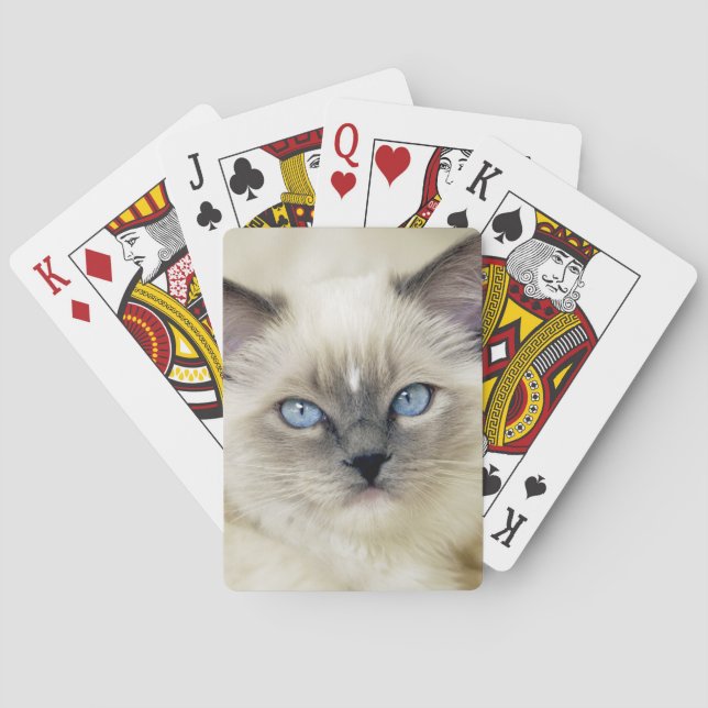 Jeu De Cartes Chaton Ragdoll (dos)
