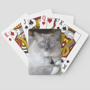 Jeu De Cartes Chatte Ragdoll