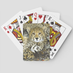 Jeu De Cartes Cheetah Cub 2