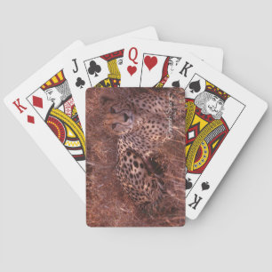 Jeu De Cartes Cheetah Stare