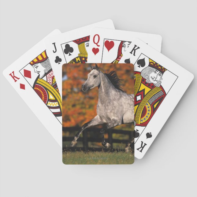 Jeu De Cartes Cheval arabe : Automne 1 (dos)